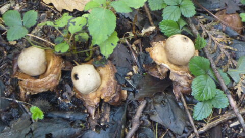 Drie paddenstoelen op de bosbodem, omringd door bladeren en groene planten.