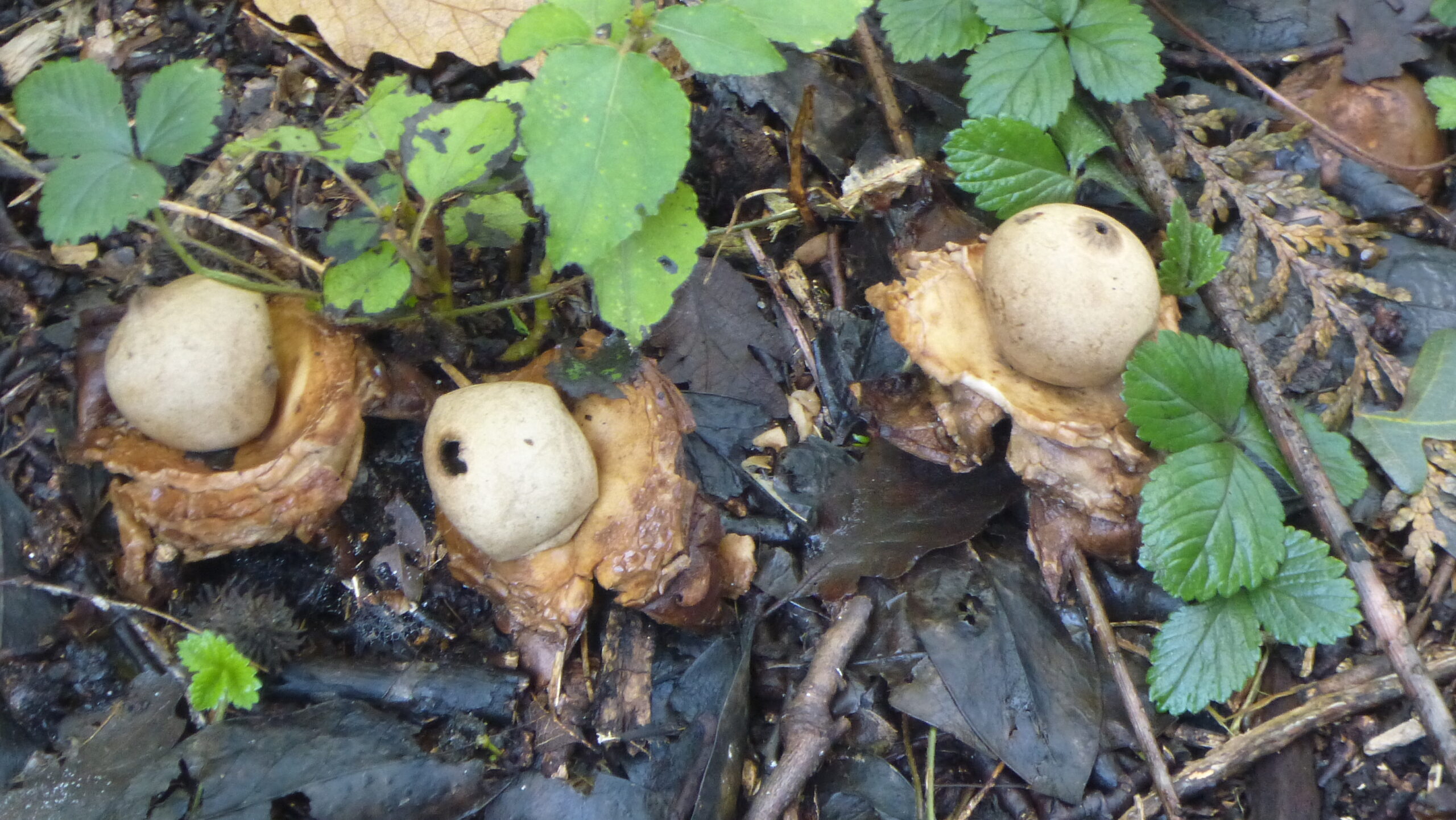 Drie paddenstoelen op de bosbodem, omringd door bladeren en groene planten.