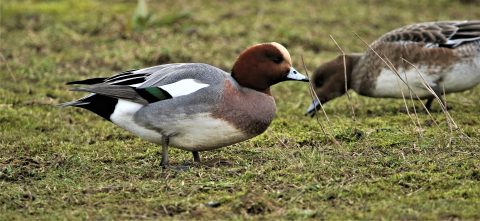 Wintervogeltelling februari 2022