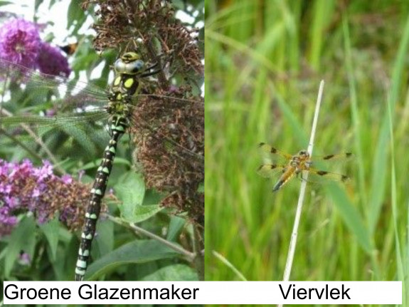 groene glazenmaker en viervlek