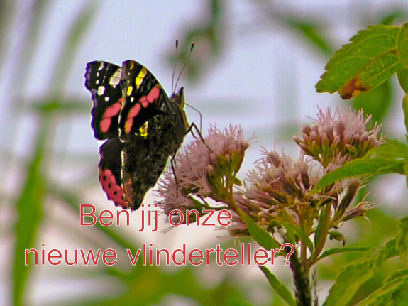 vlinderteller
