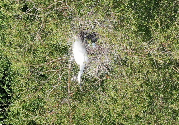 Grote zilverreiger - © Natuurmonumenten