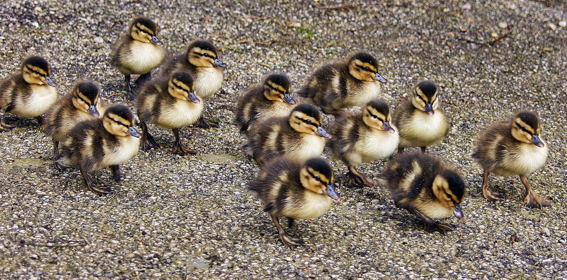 Eerste faunatrapje in de gemeente Nieuwkoop! Inclusief bouwtekening om zelf aan de slag te gaan!