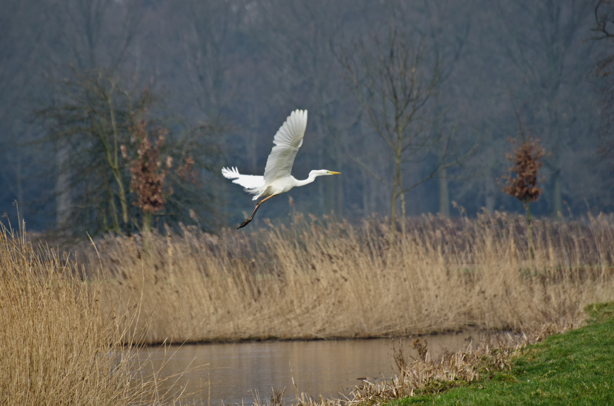 Voor het eerst in de geschiedenis broeden er grote zilverreigers in de Nieuwkoopse Plassen