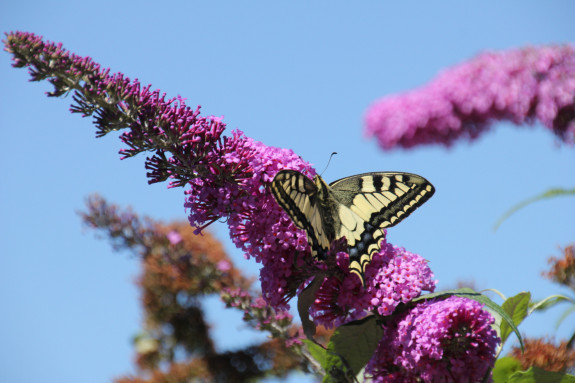 Vlinderidylle in Nieuwkoop