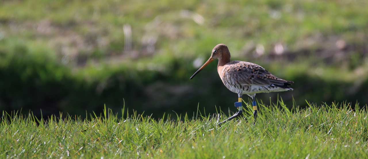 Opvallende terugkeer van onze weidevogels