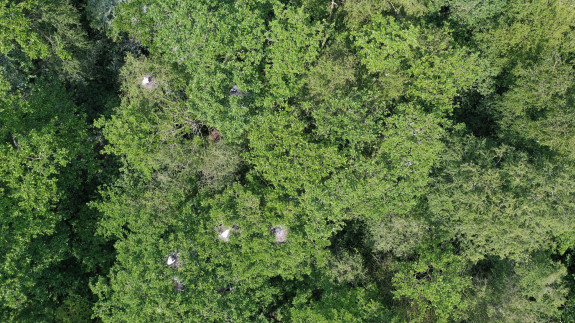Nesten grote zilverreigers - © Natuurmonumenten