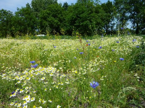 Natuurgidsenopleiding