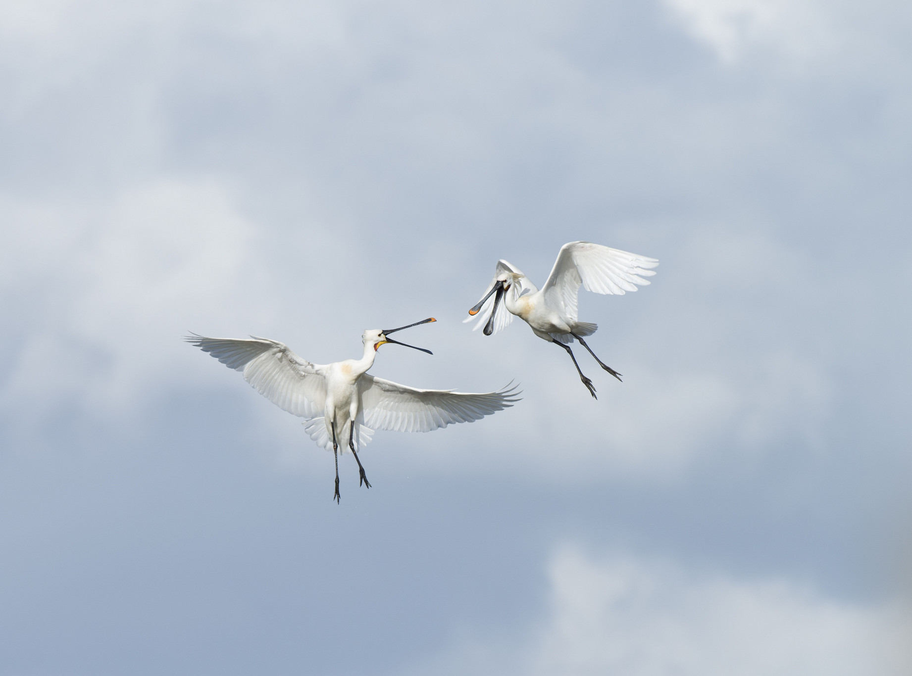 Bekijk thuis de lepelaarkolonie in de Nieuwkoopse Plassen