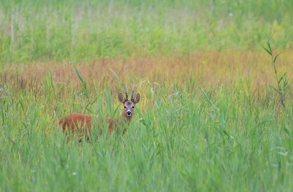 persfoto reebok ©Natuurmonumenten - Peter Verwoerd