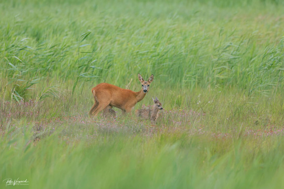 persfoto reekalveren met reegeit 2 ©Natuurmonumenten - Peter Verwoerd