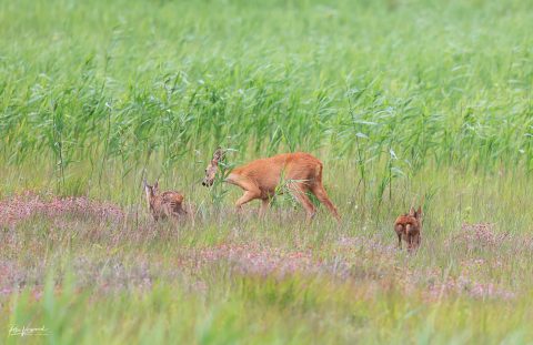 Reekalveren gezien rondom de Nieuwkoopse Plassen