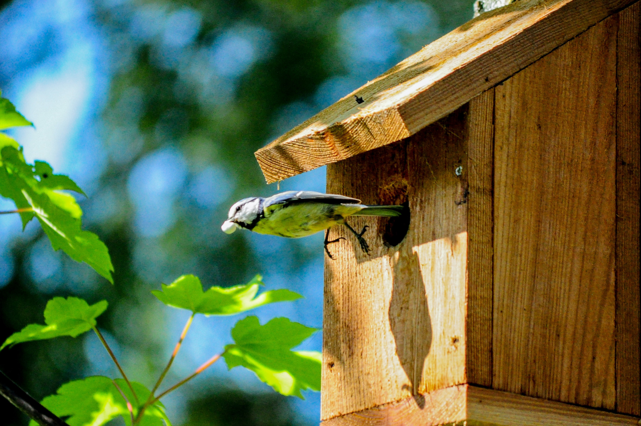 Nieuwe nestkastjes voor de vogels in Ter Aar