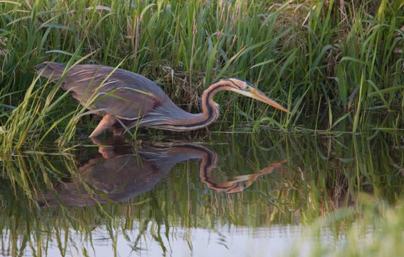 purperreiger