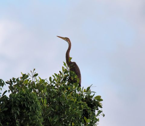 Purperreiger excursie 28 juni