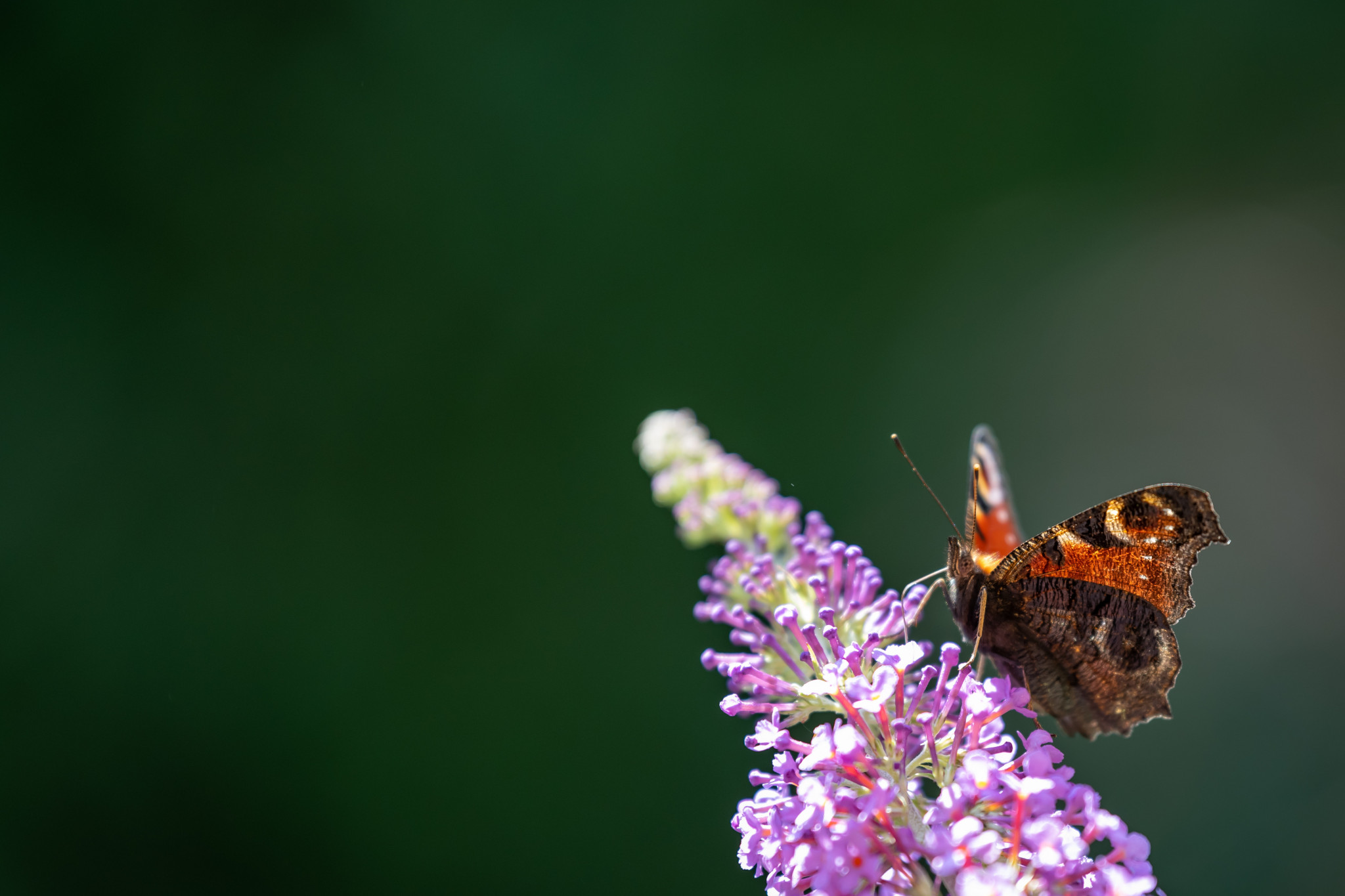 Natuurfilm: ‘Dagvlinders in Nederland en Vlaanderen’ in Bezoekerscentrum De Veenweiden