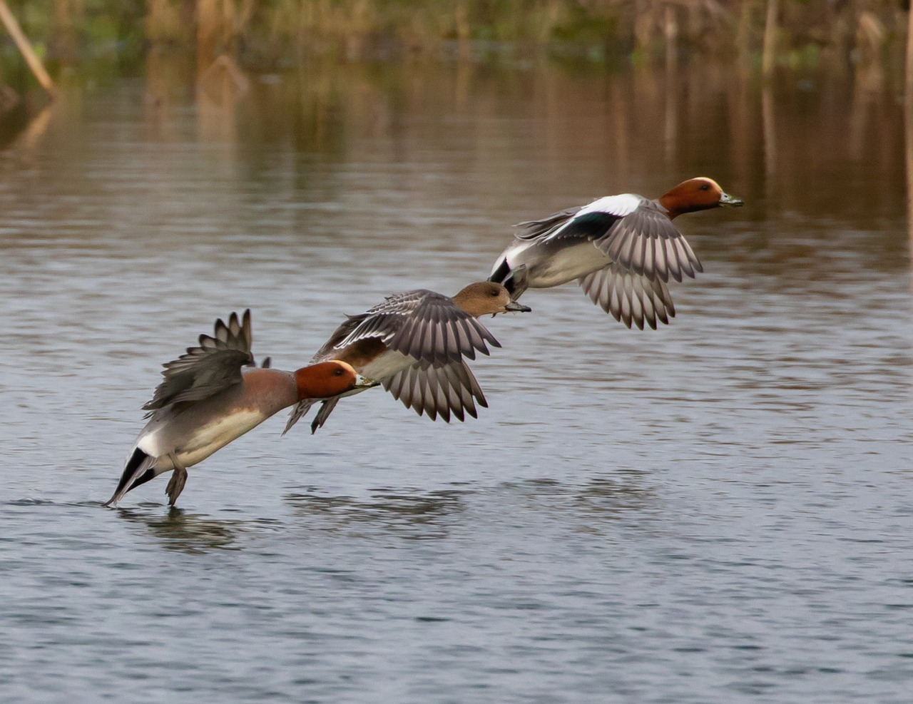 Bijzondere waarnemingen tijdens de wintervogeltelling Nieuwkoopse Plassengebied