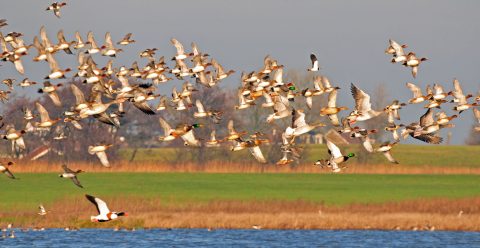 Smienten massaal terug op de Nieuwkoopse Plassen