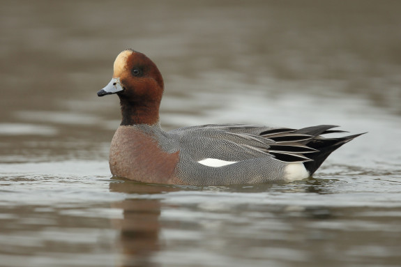 Persfoto smient - ©Natuurmonumenten - Luce Vriens