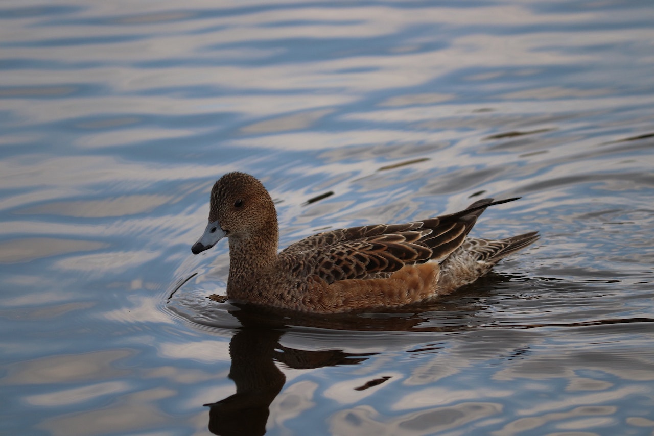 Wintervogeltelling november 2022