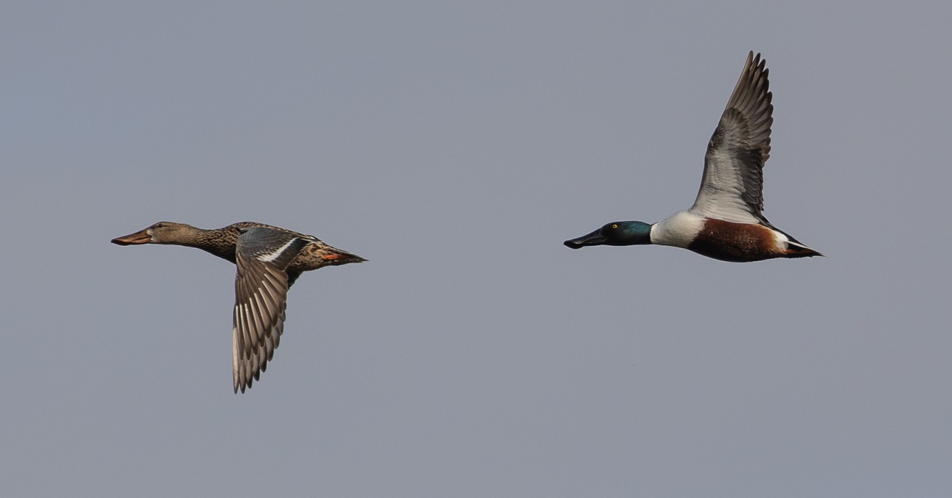 Water-Wintervogeltelling oktober 2022