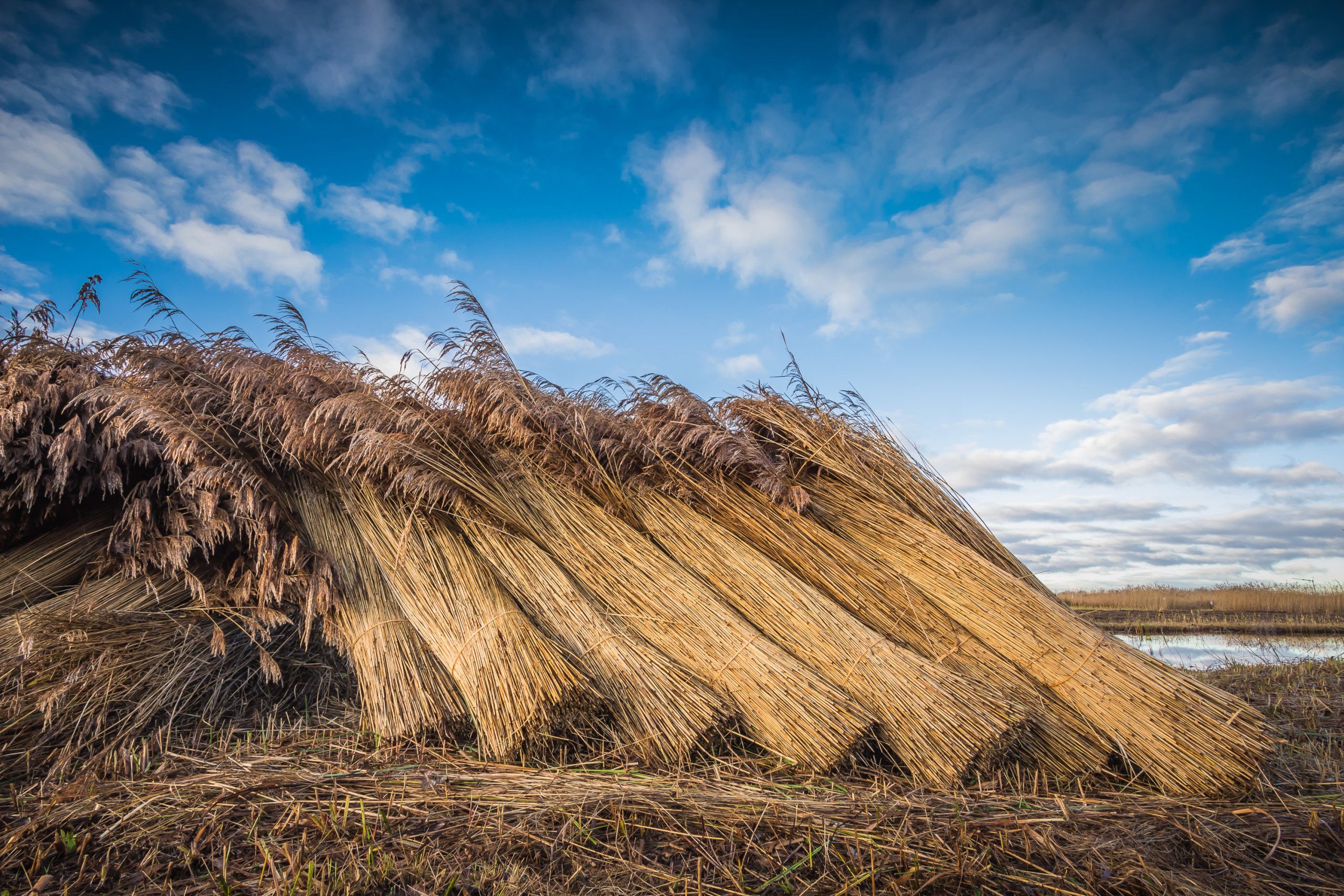 Stapel gesneden riet tegen een blauwe lucht met wolken op een open veld.