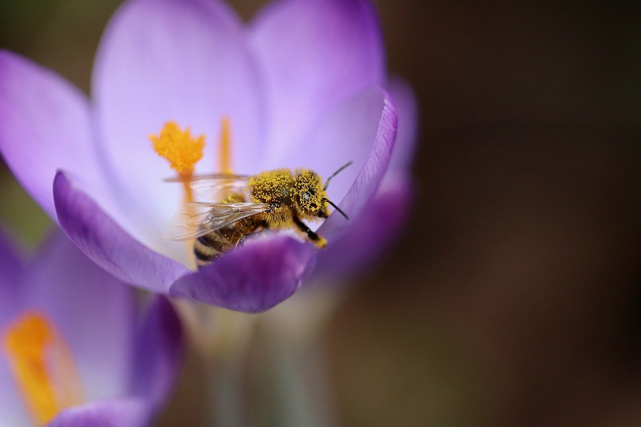 Bij bedekt met stuifmeel op een paarse bloem.