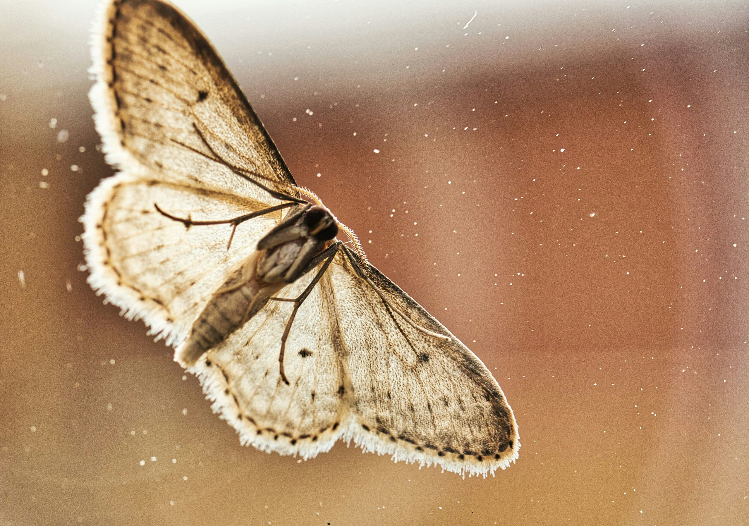Close-up van een nachtvlinder op een glasplaat, met een wazige, bruine achtergrond.