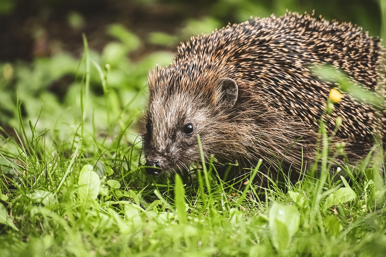 Egel op gras, close-up, groene achtergrond.
