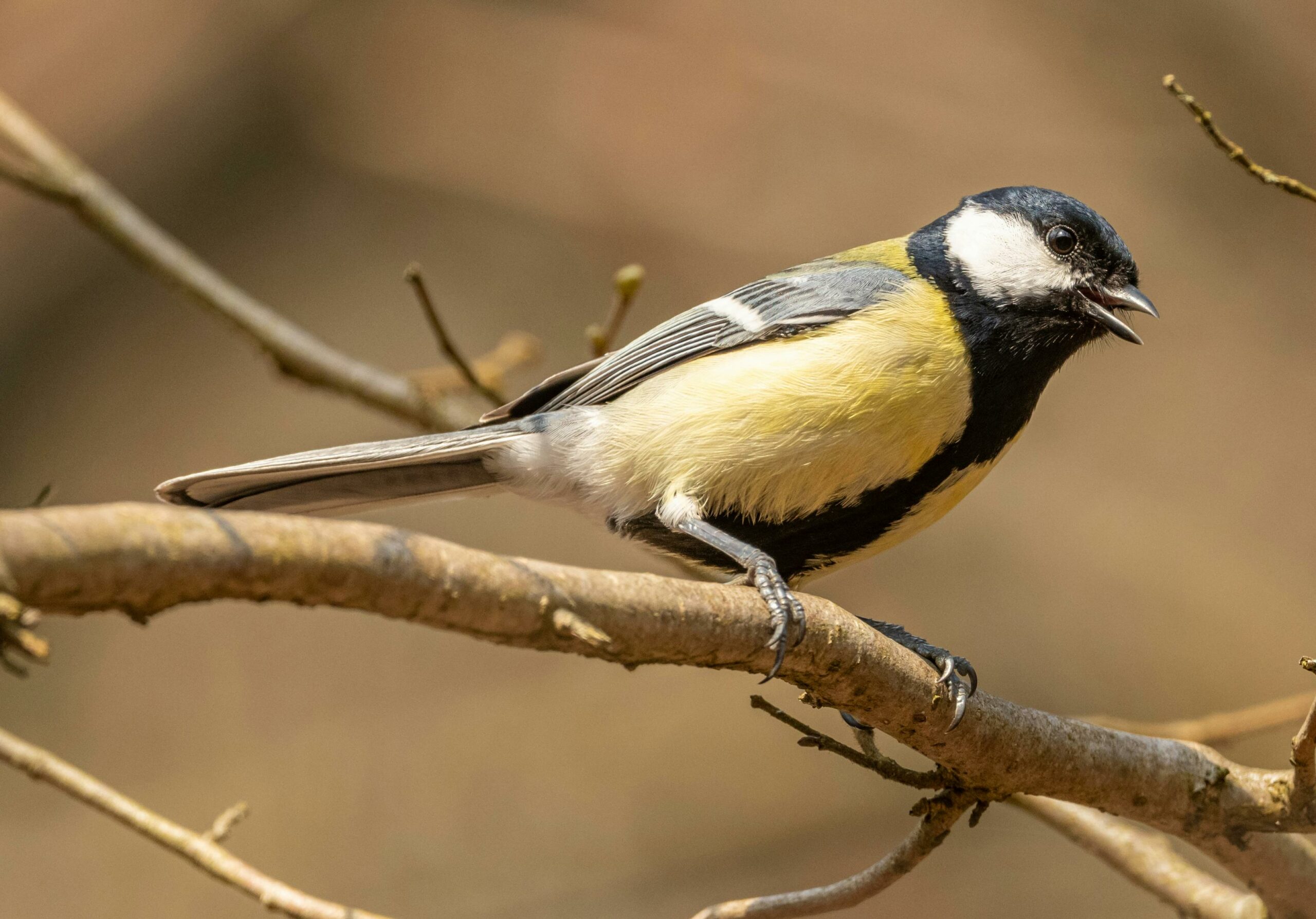 Koolmees zittend op een tak, met gele borst en zwarte kop, roepend in een natuurlijke omgeving.