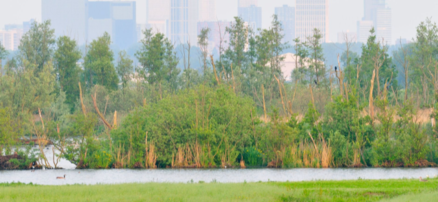 Groene rivieroevers met bomen; stadsgebouwen op de achtergrond. Eend zwemt op de voorgrond in water.