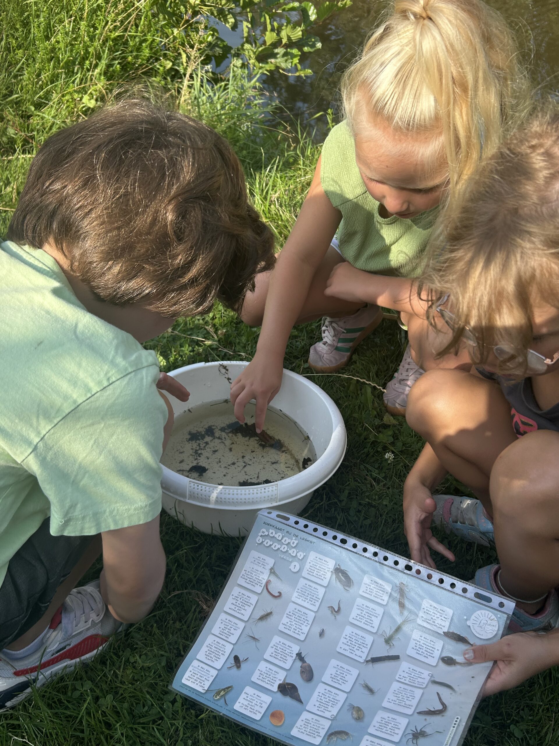 Drie kinderen onderzoeken waterleven in een bak met een identificatiekaart op gras.