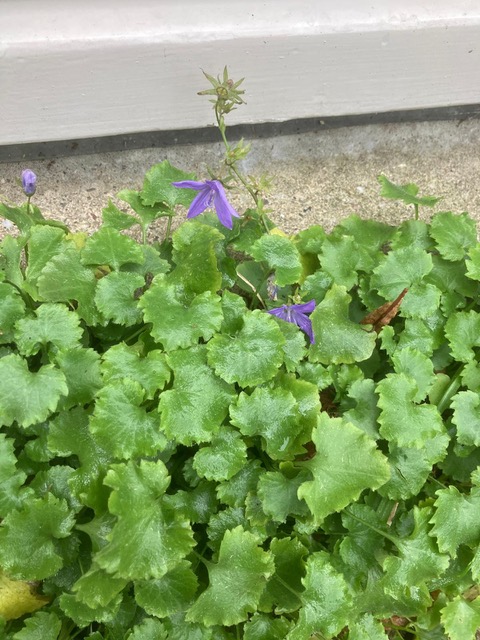 Paarse bloemen en groene bladeren tegen een achtergrond van een cementrand.