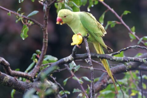 Groene papegaai eet een stuk fruit op een tak met groene bladeren.