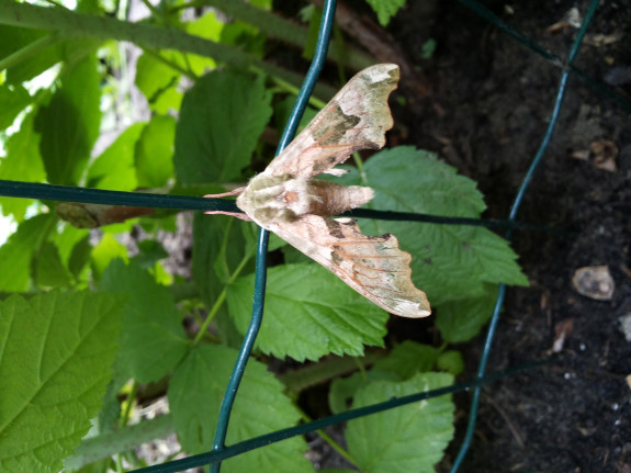 Nuenen-lindepijlstaart