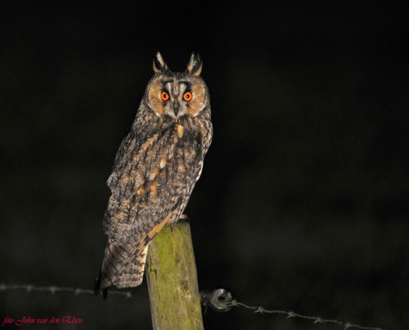 Nuenen-ransuil-JvdElsen