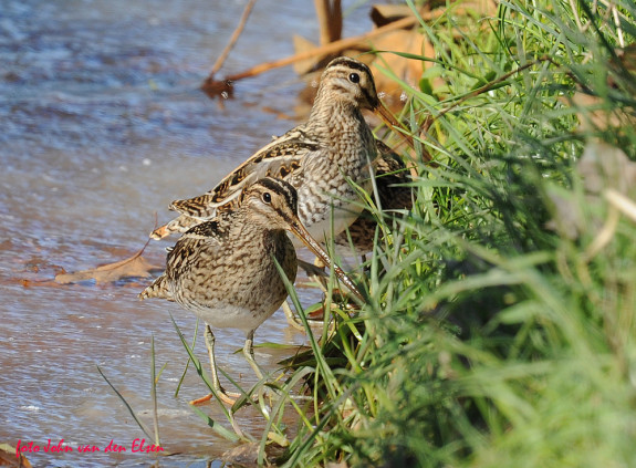 Nuenen-watersnip-JvdElsen