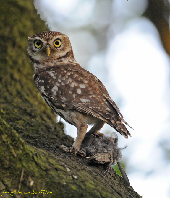 Nuenen-steenuil-John vd Elsen