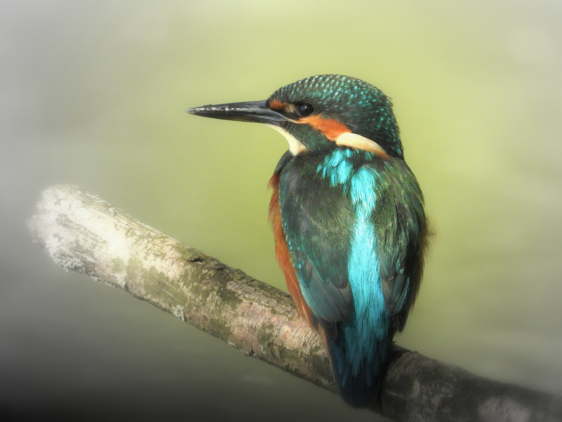 Gefladder: Naamsverwarring