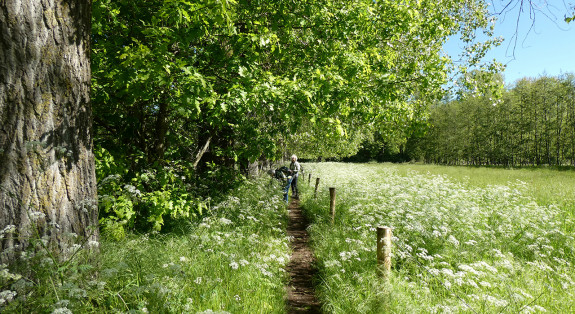 Nuenen-plantenweb2