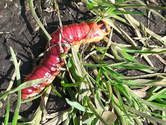 Rups wilgenhoutvlinder