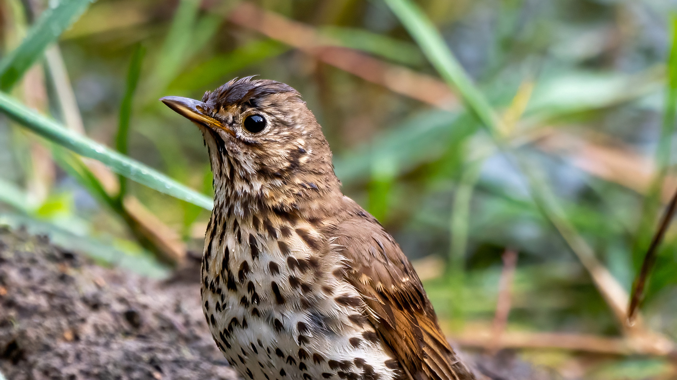 Close-up van een zanglijster met gevlekt verenkleed in natuurlijke omgeving.