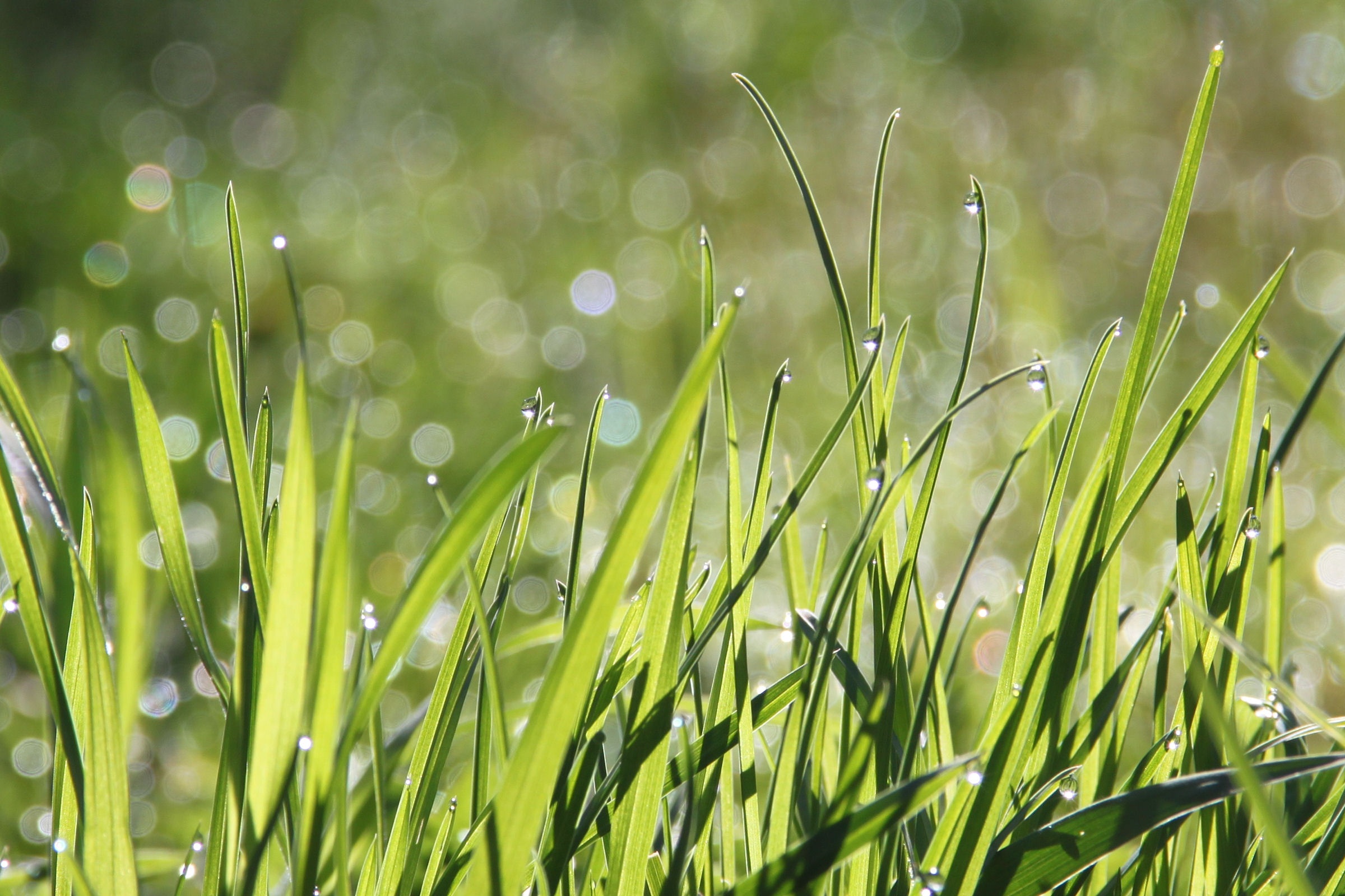 Gras met dauwdruppels in de ochtendzon en bokeh achtergrond.