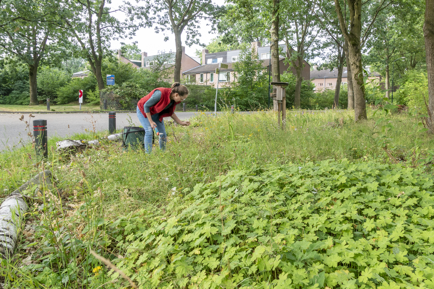 Vrouw werkt in een groenstrook met wilde planten in een woonwijk.