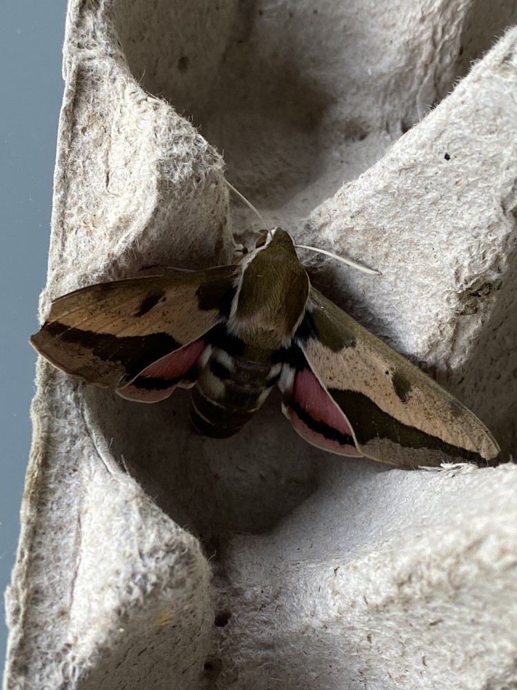 Mot met roze en bruine vleugels op kartonnen eierdoos.