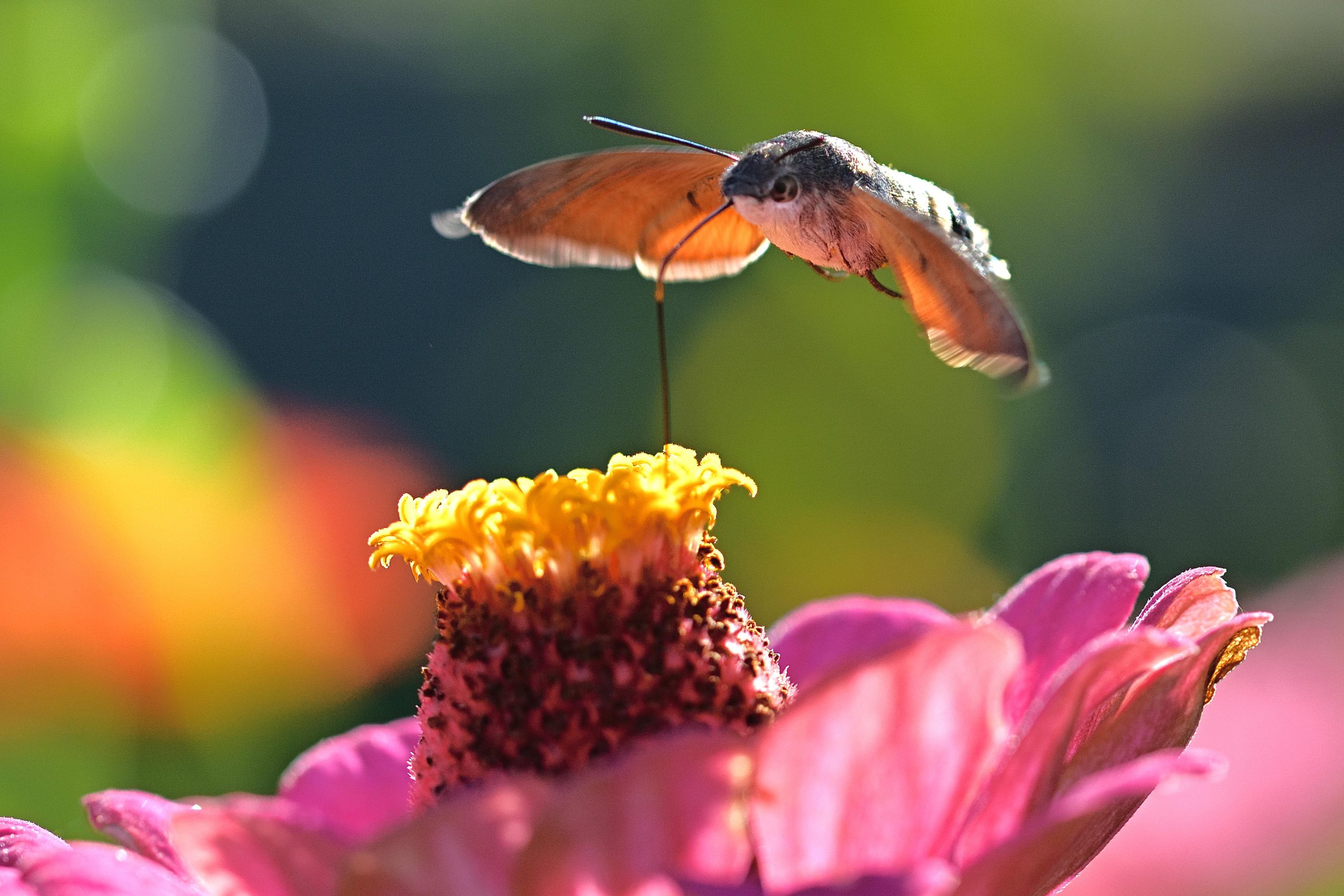 Kolibrie zweeft bij geel-roze bloem voor kleurrijke, onscherpe achtergrond.