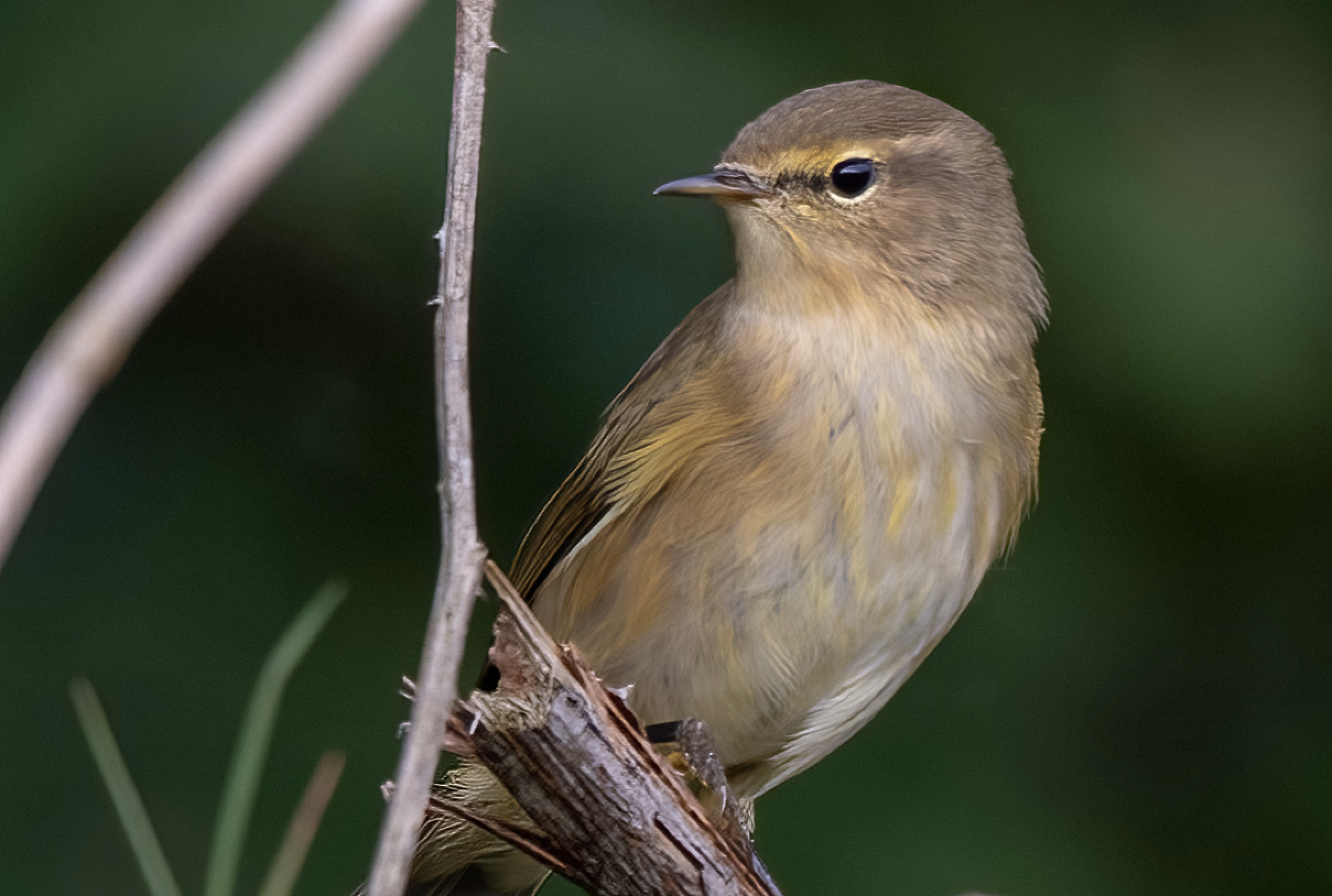 Kleine bruine vogel op een tak, met groen-blauwe onscherpe achtergrond.