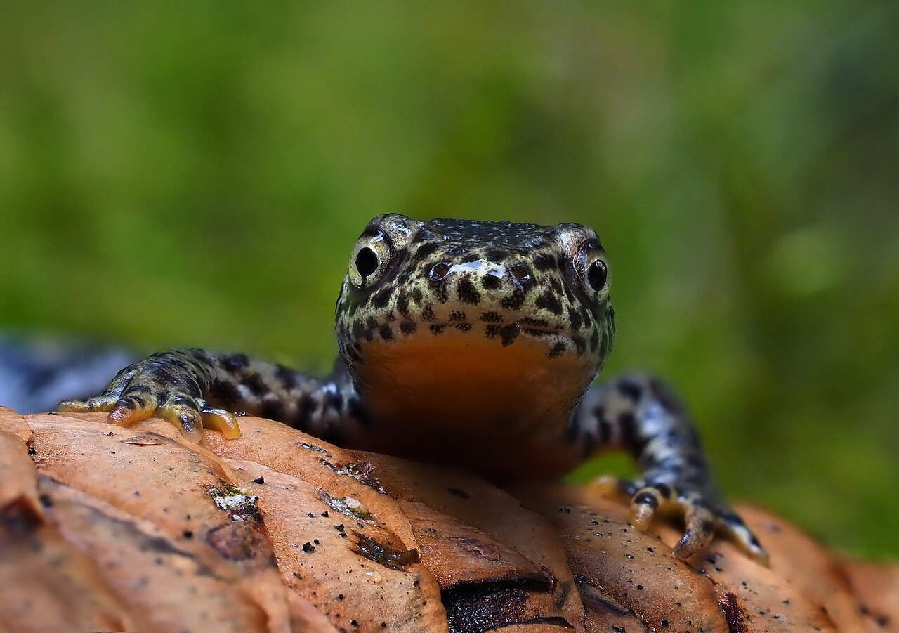 Close-up van een salamander op een bruine schors met een groene wazige achtergrond.