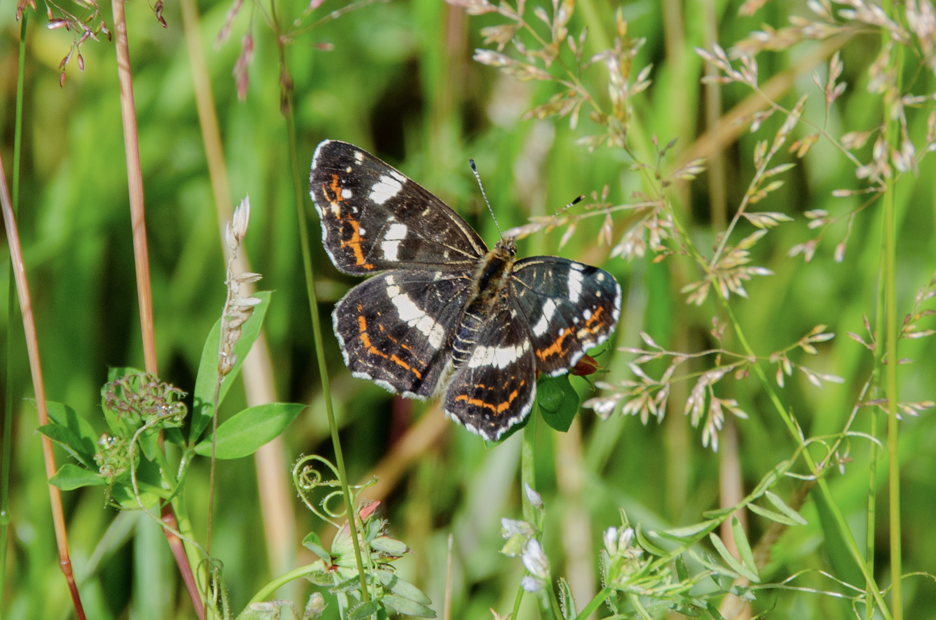 Een kleurrijke vlinder rust op groene grassprieten in een natuurlijke omgeving.