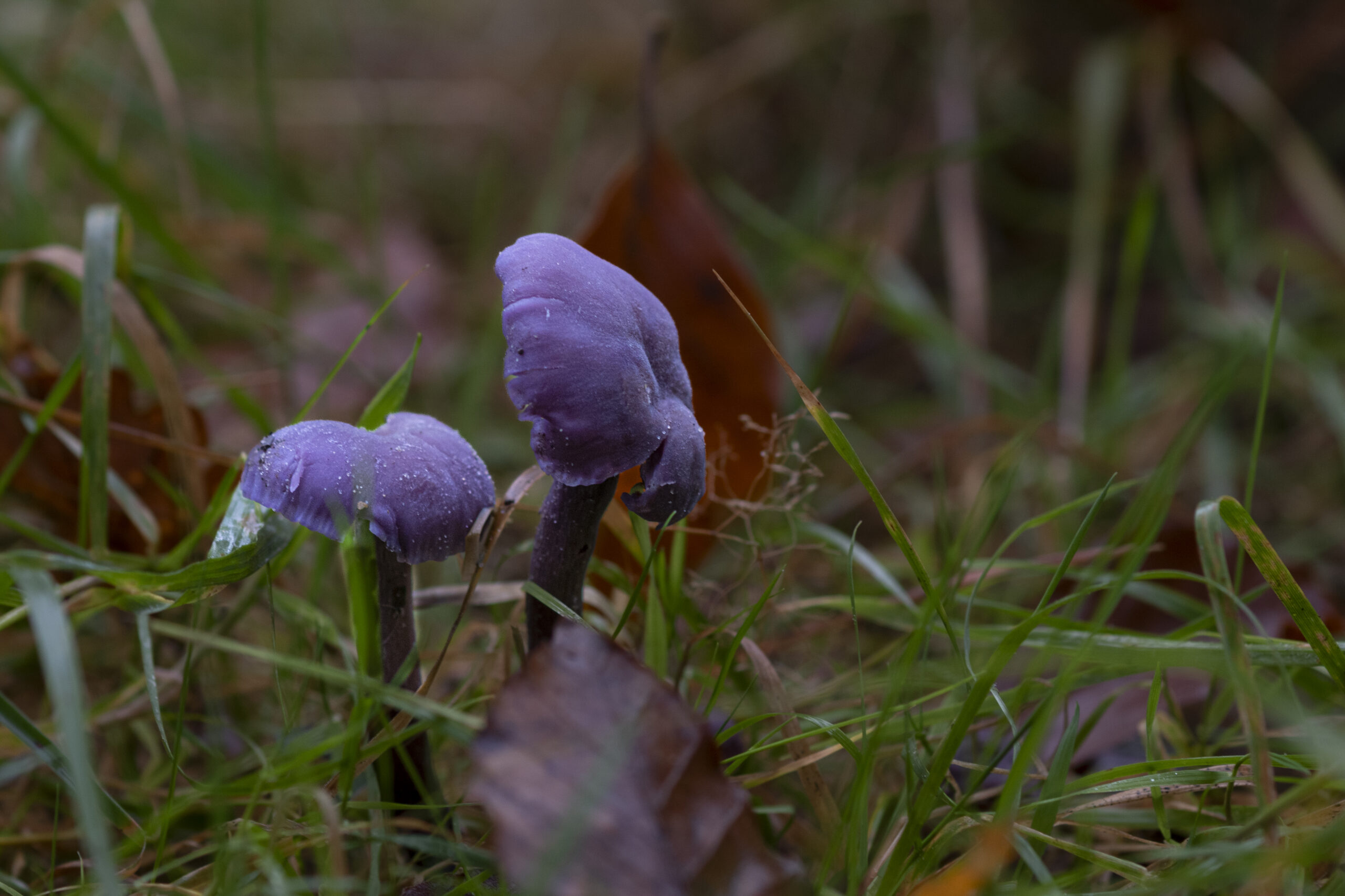 Twee paarse paddenstoelen groeien tussen gras en bladeren op de bosgrond.